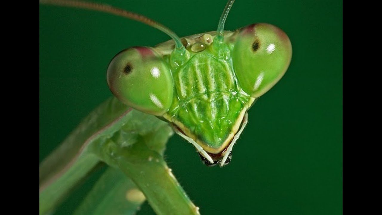Самка богомола ютуб. Богомол Mantis religiosa самка. Самка богомола насекомое. Смешной богомол. Морда богомола.