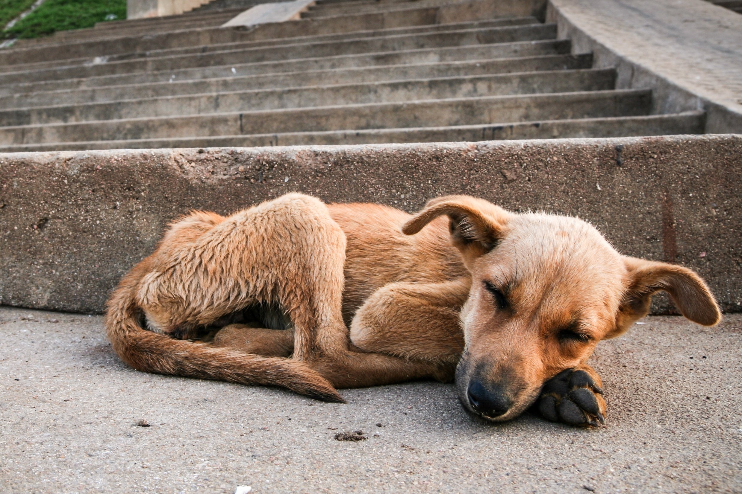 Голод пес. Бездомные собаки отдыхают. Чипы на ушах бездомных собак. Бездомную собаку ухо с клипсой.