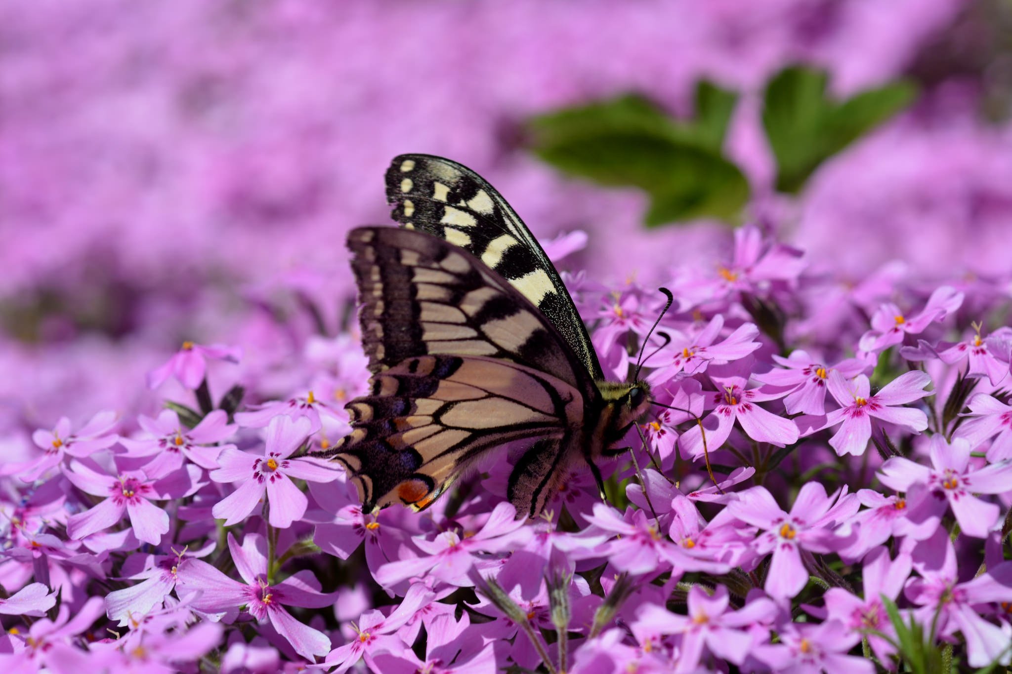 Бабочки фиолетового цвета. Бабочка на цветке. Бабочки в цветах. Бабочки в природе. Природа цветы бабочки.
