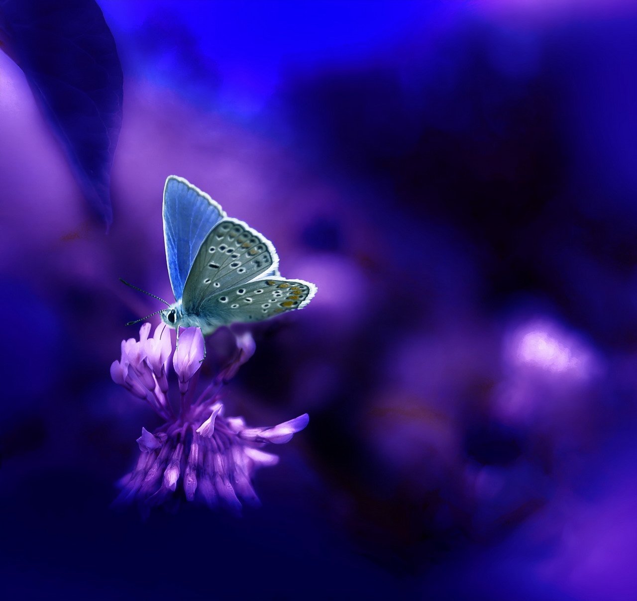 Бабочки фиолетового цвета. Бабочка на цветке. Бабочка фиолетовая. Бабочки сине фиолетовые.