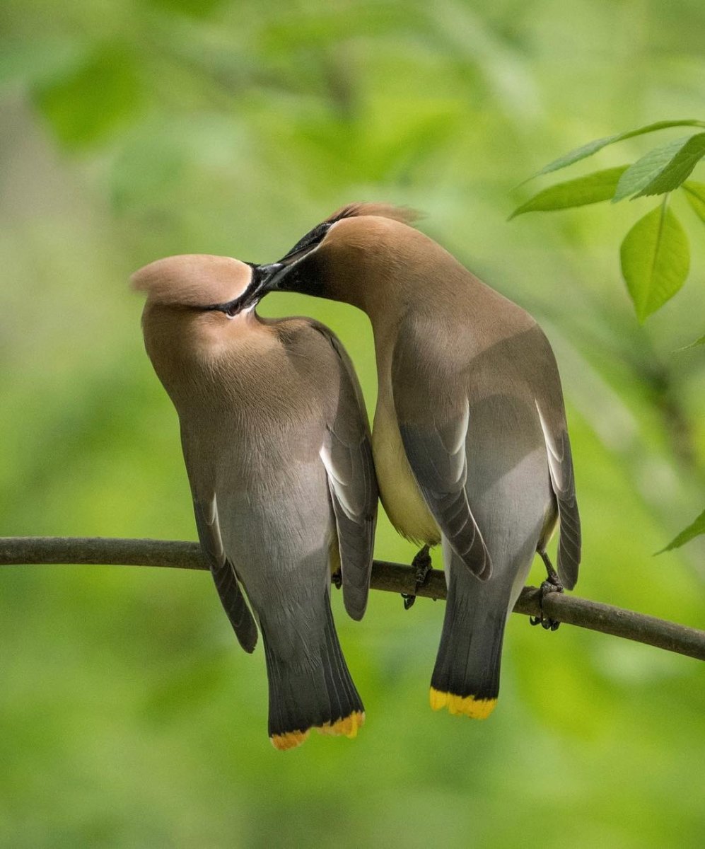 Парные птицы