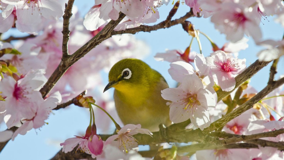 Японская белоглазка