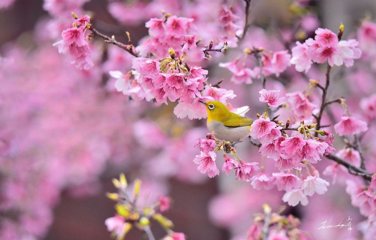 Птички на фоне Сакуры