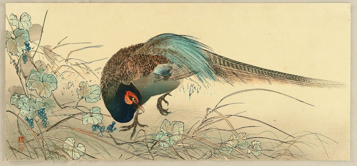 Золотой фазан Ито Дзякутю