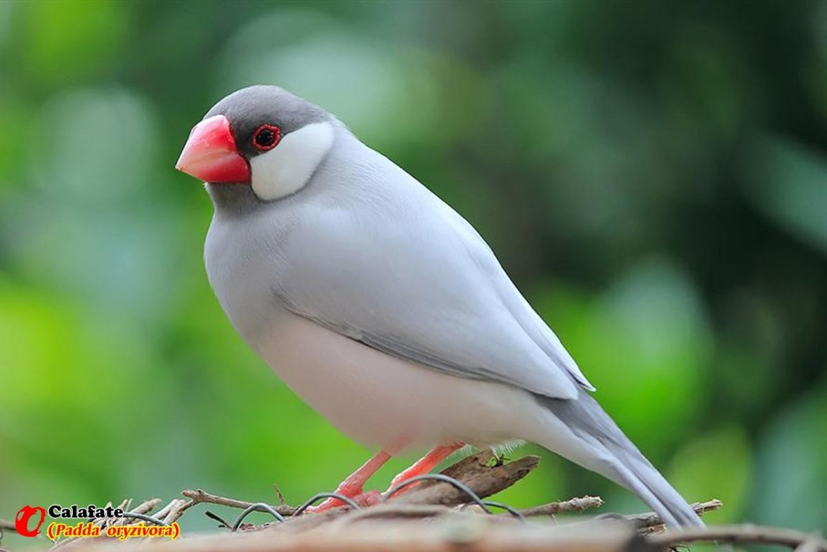 Японский амадин белый