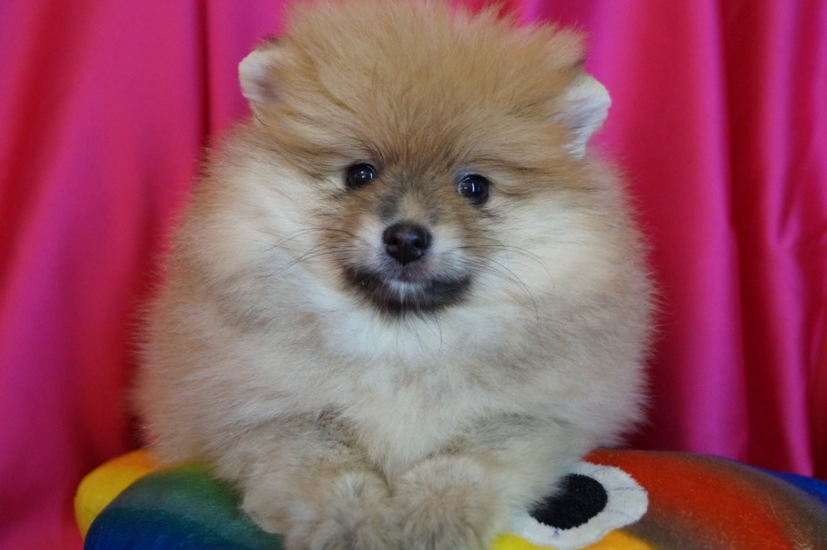 Померанский шпиц Тедди