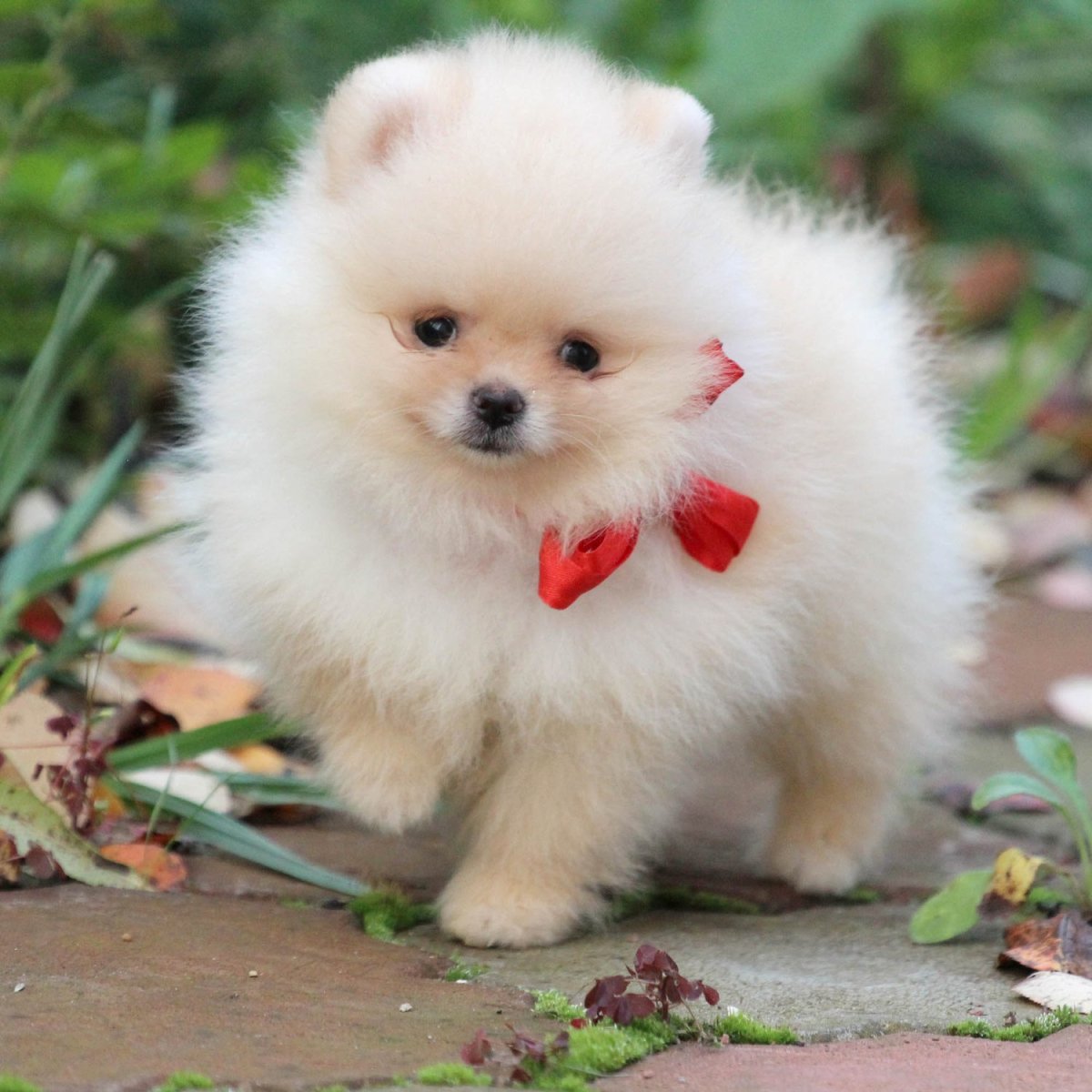 Померанский шпиц БОО