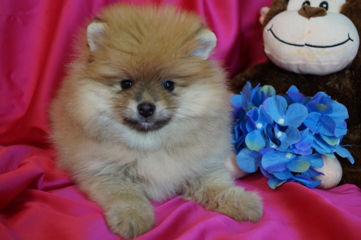 Померанский шпиц длинношерстный