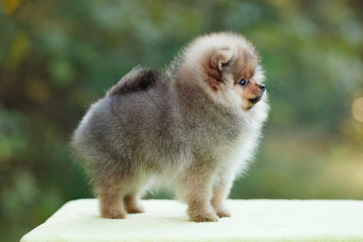 Померанский Пуппи