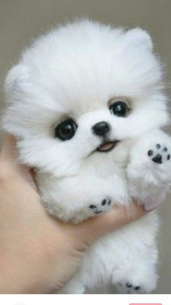 Померанский шпиц Пуппи