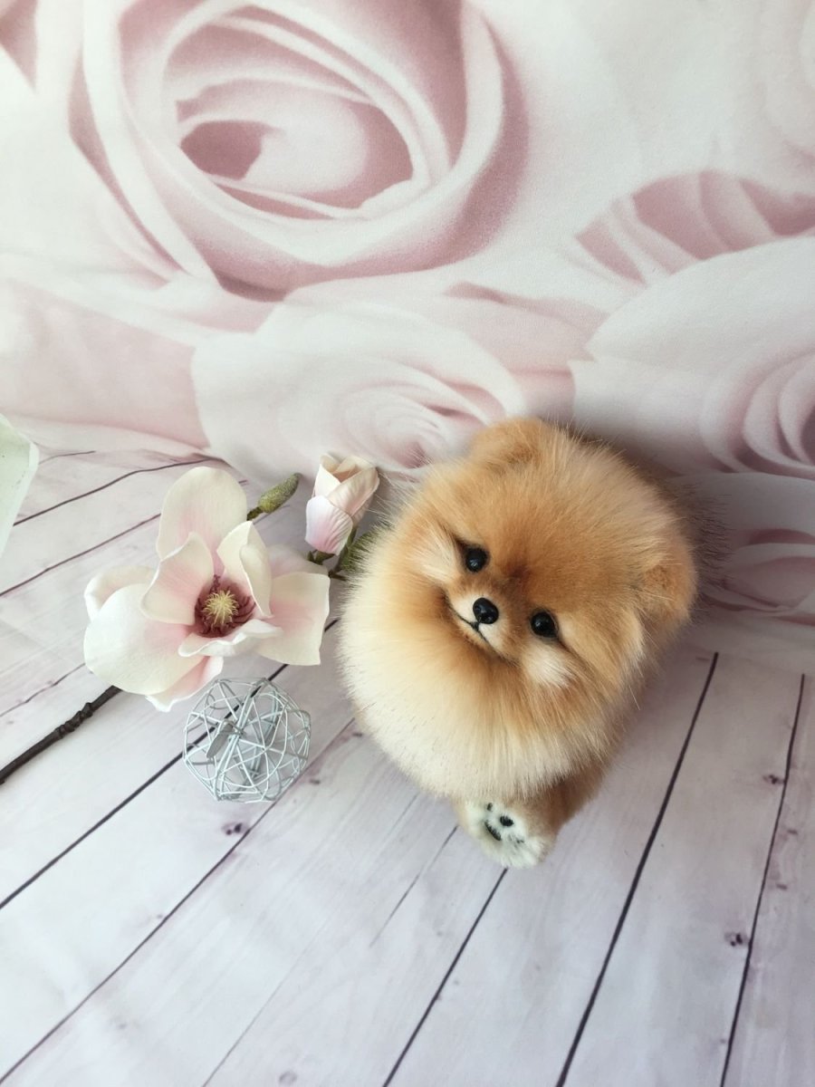 Померанский шпиц Teacup.