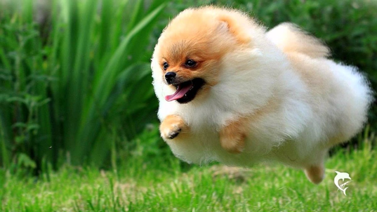 Померанский шпиц персиковый