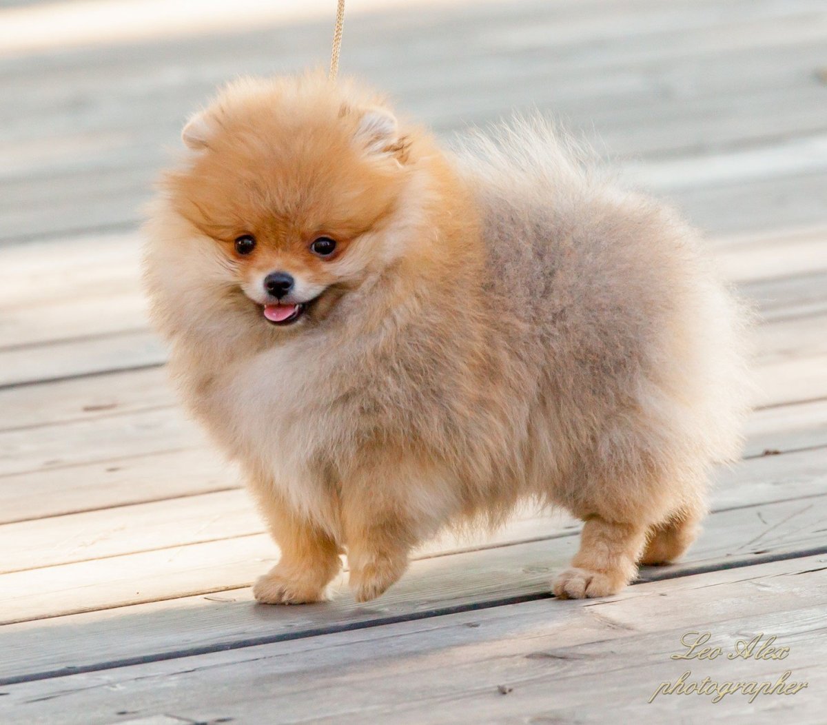 Померанский шпиц Лисичка