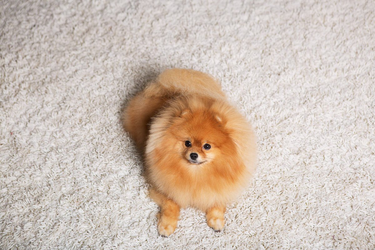 Шпиц стрижка под мишку