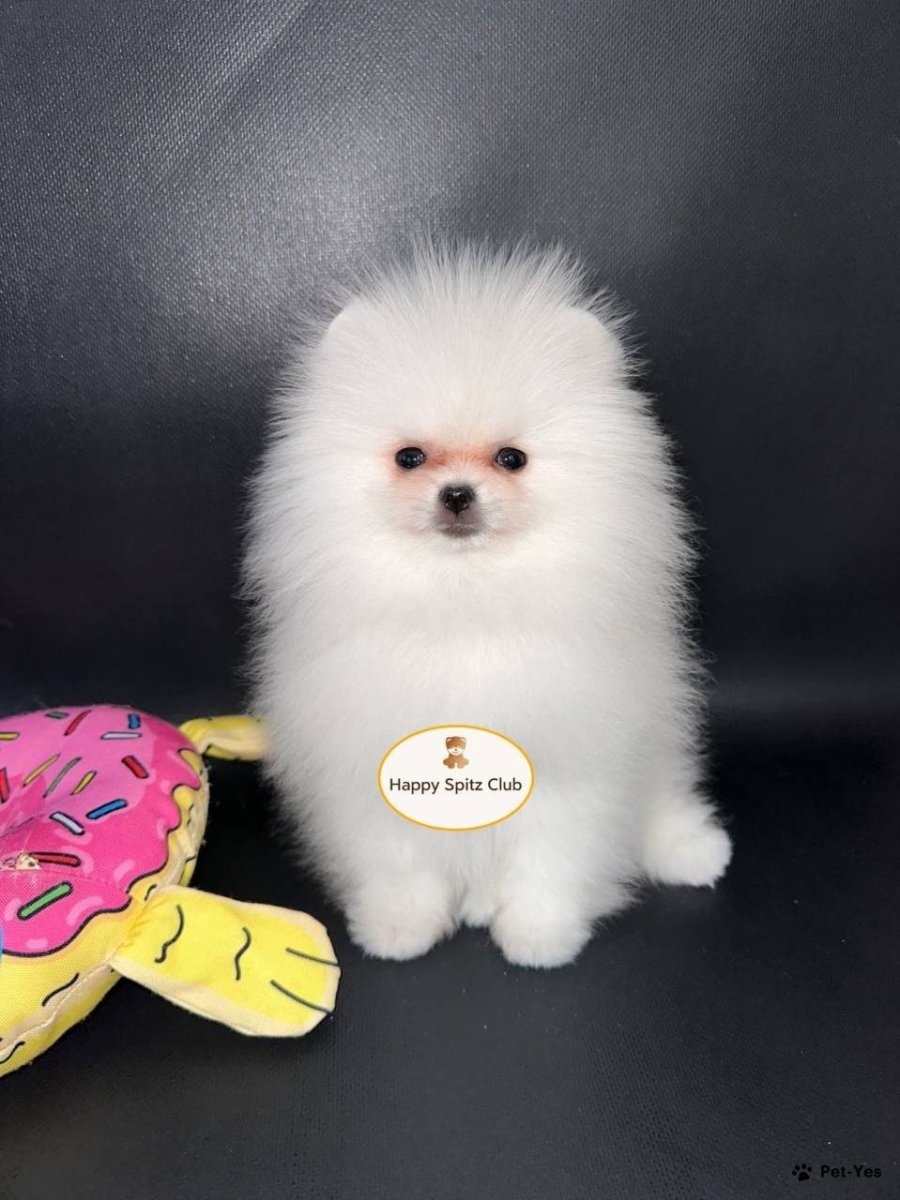 Померанский шпиц мини