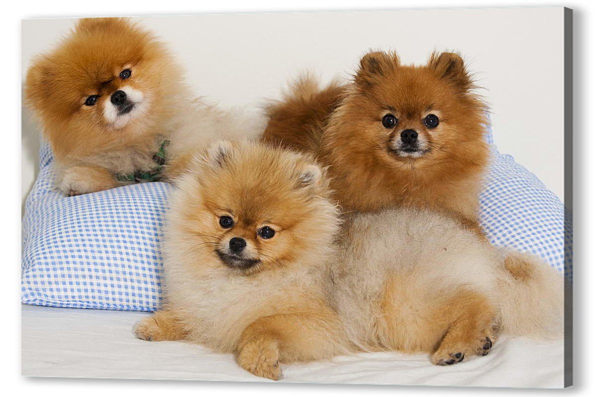 Померанский шпиц Teacup Dog