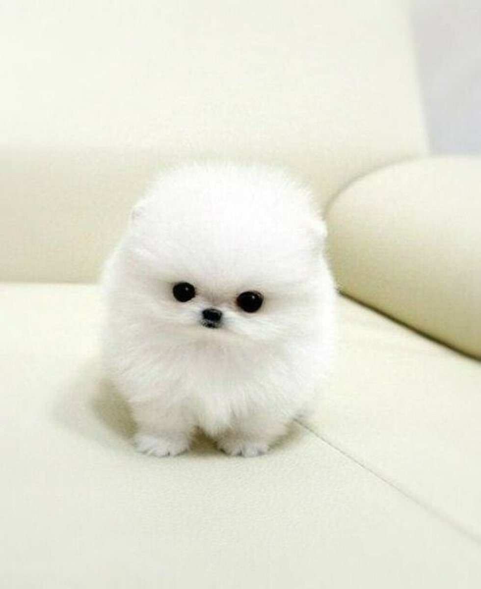 Померанский шпиц белый мини