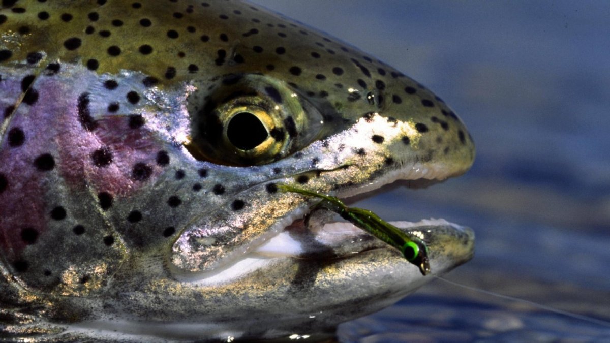 Форель на рабочий стол