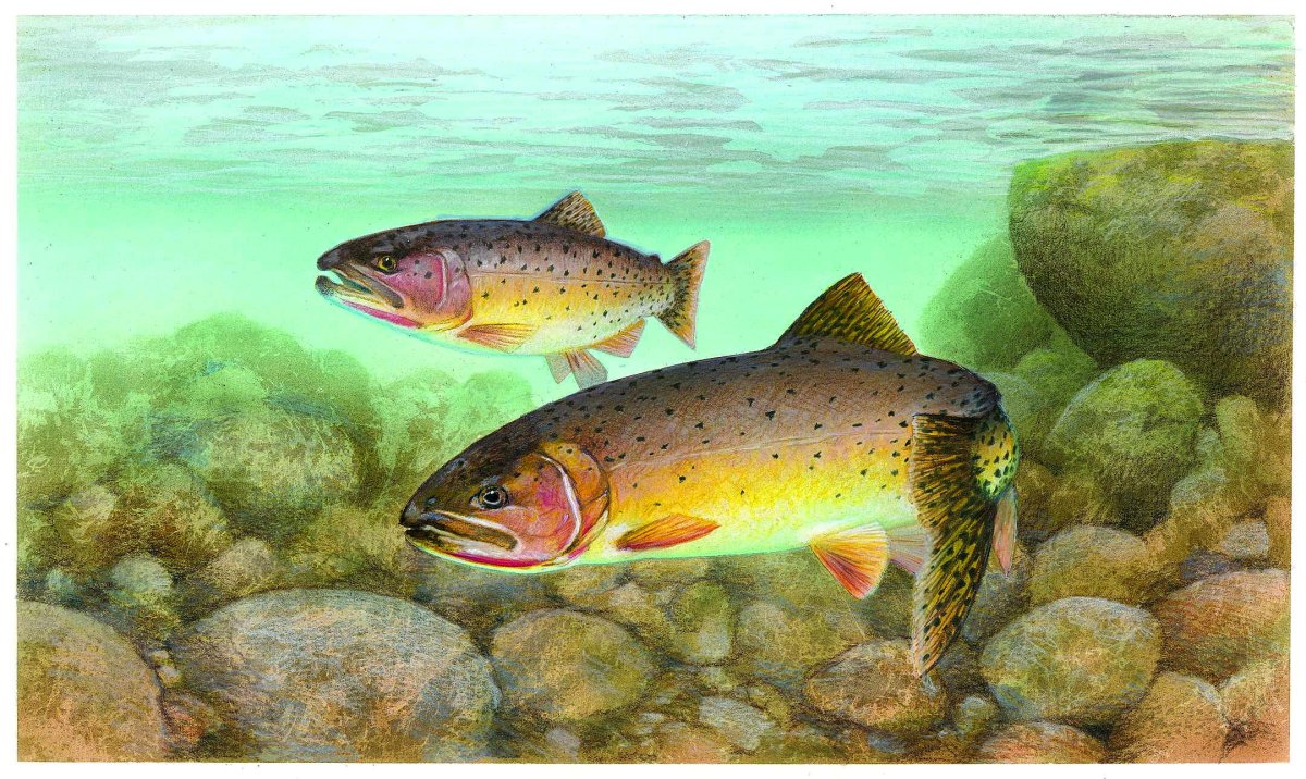Oncorhynchus gilae