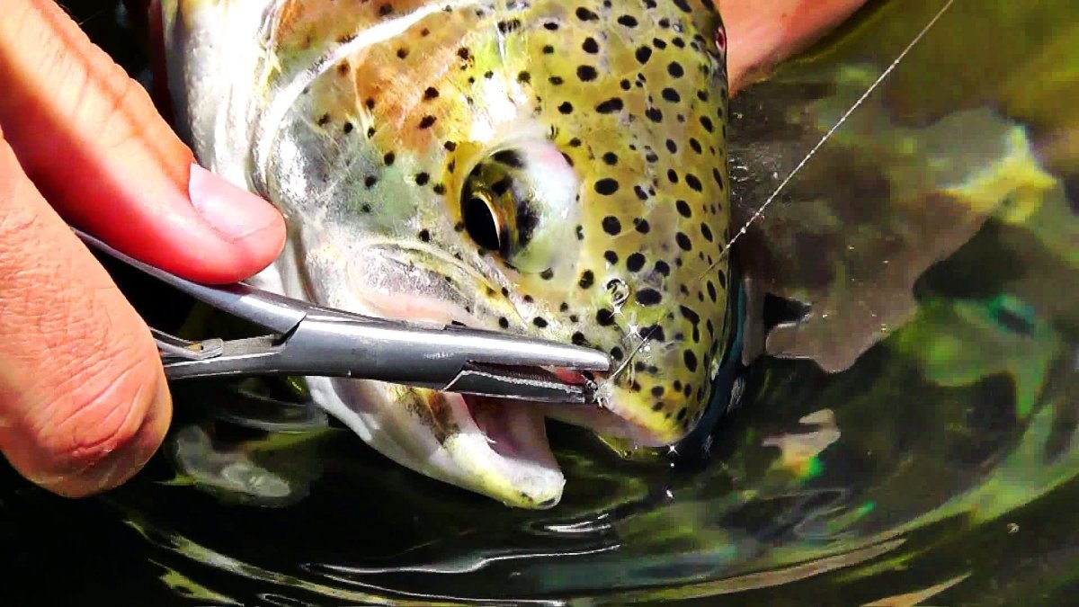 Форель обои на рабочий стол