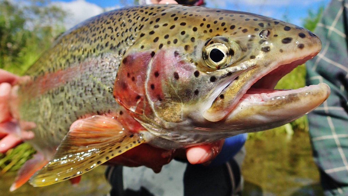 Форель Радужная Живая