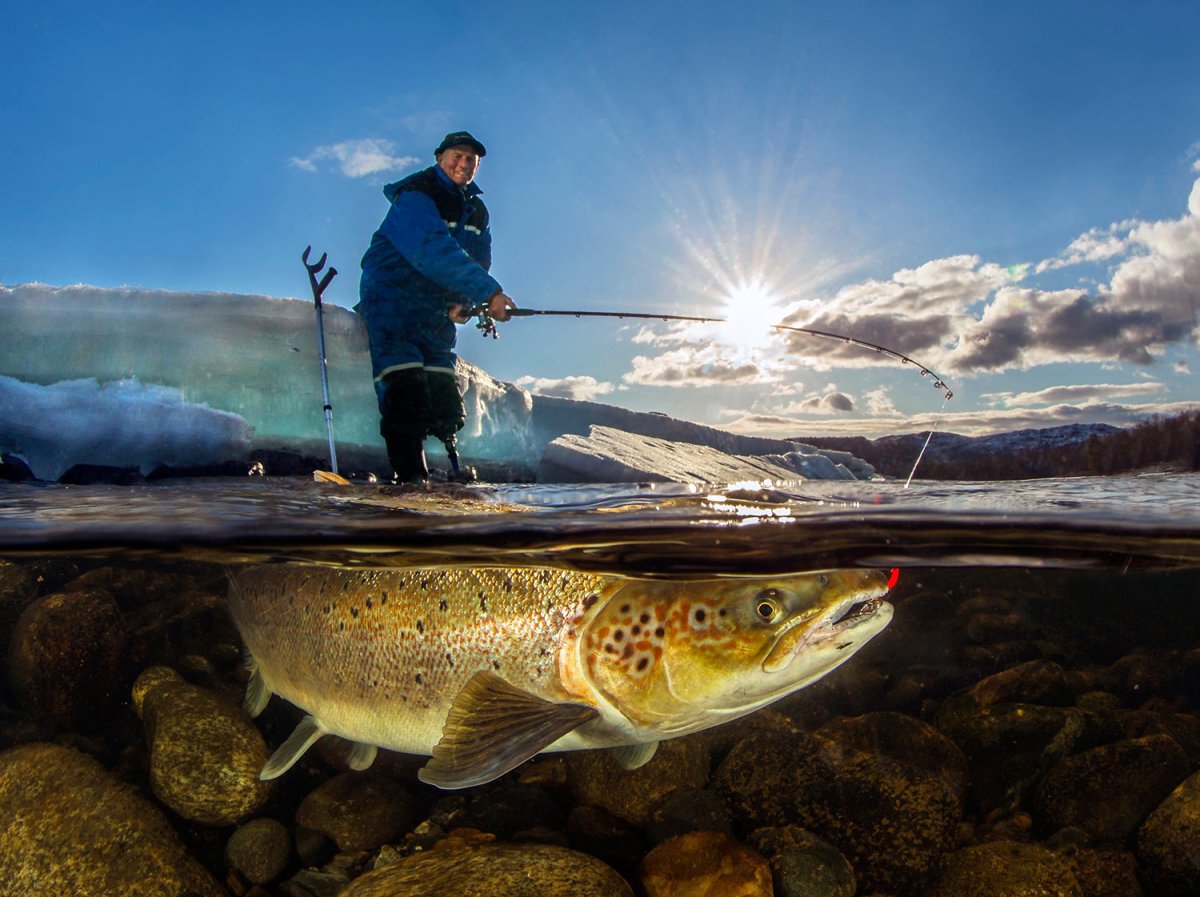 Обои форель в воде
