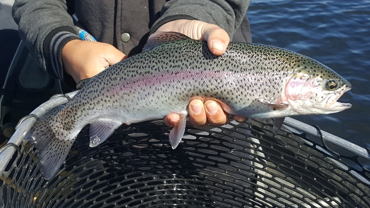 Форель акварель