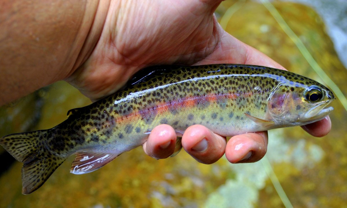 Радужная форель ручьевая