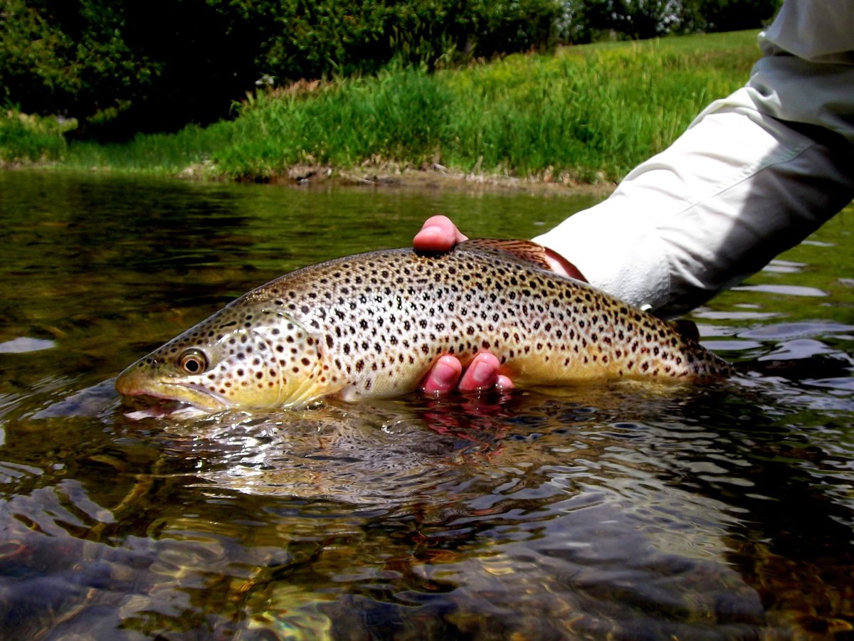 Река Кунянка форель