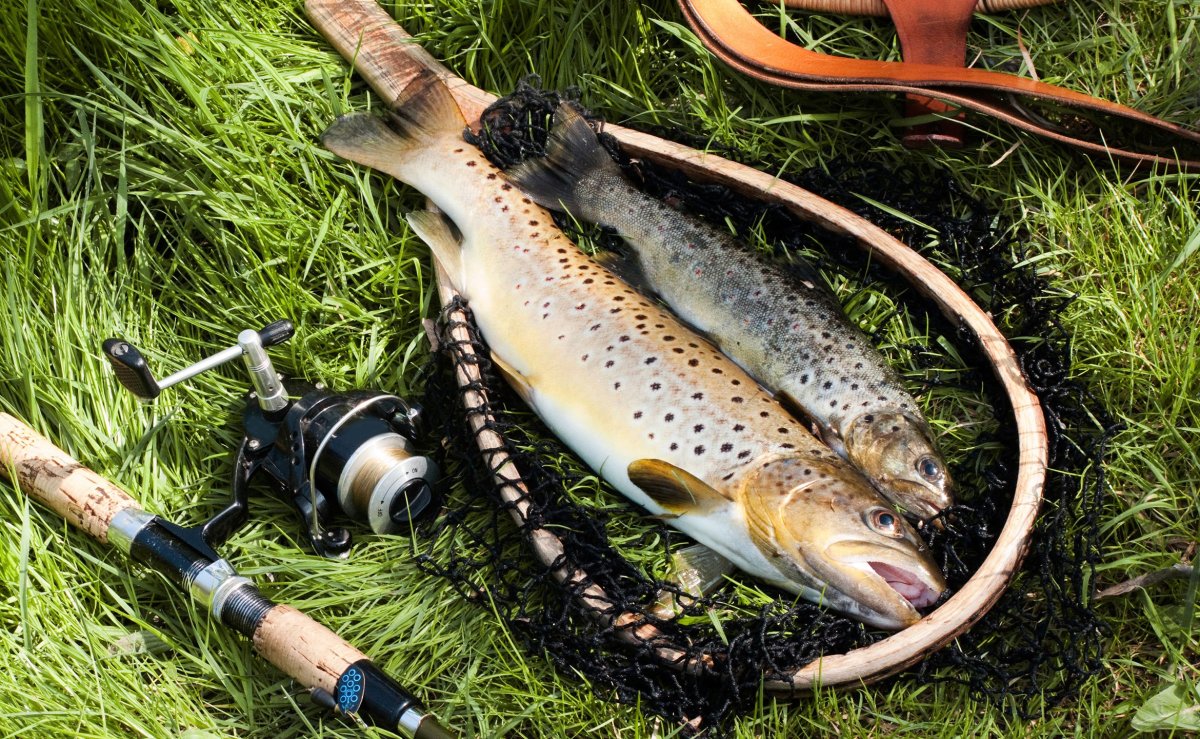 Летняя рыбалка