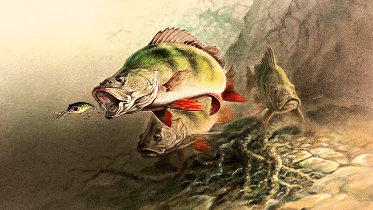 Хозюпино форель