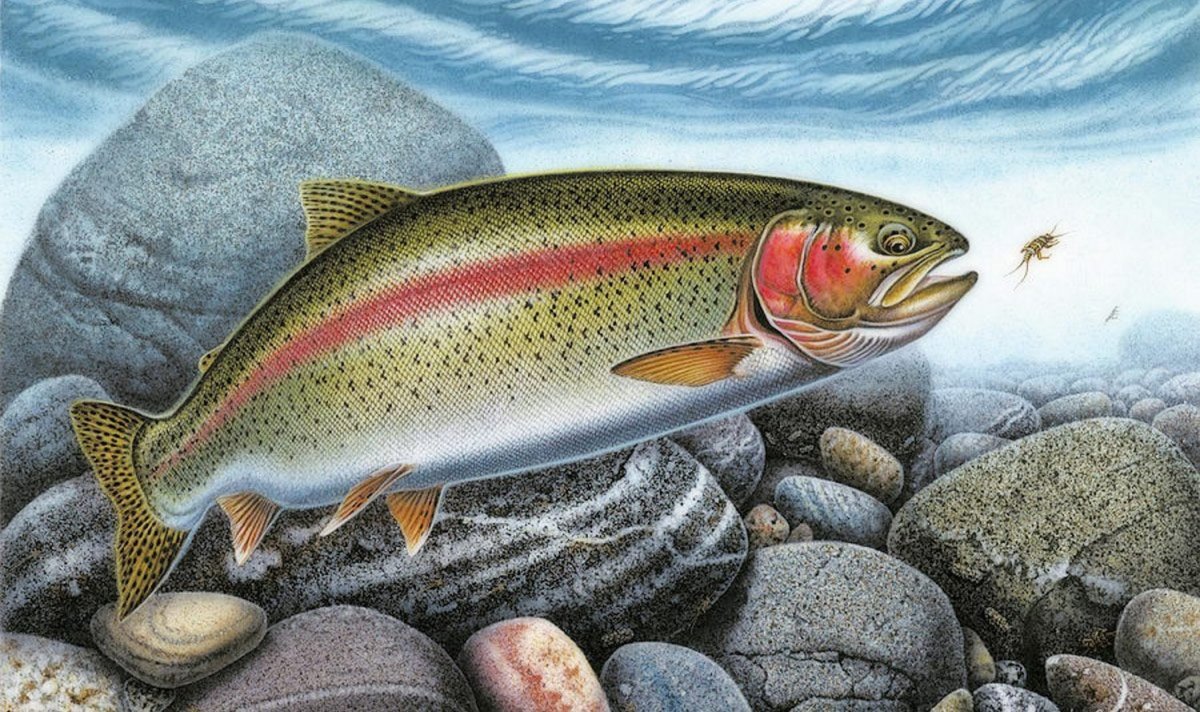 Алтайский заповедник рыбы Таймень