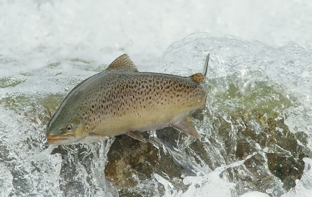 Лосось Онежского озера