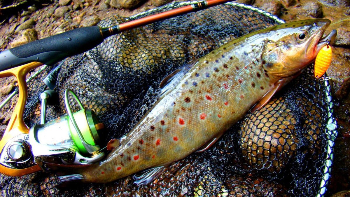 Форель Таймень