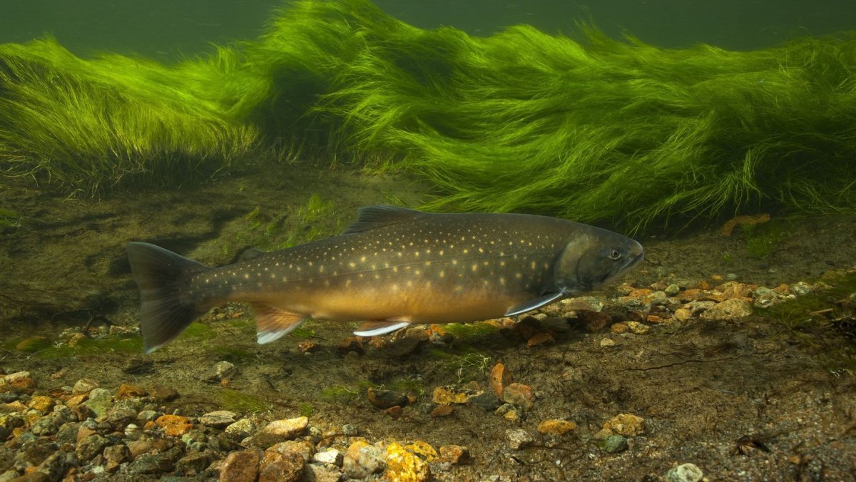 Голец Даватчан