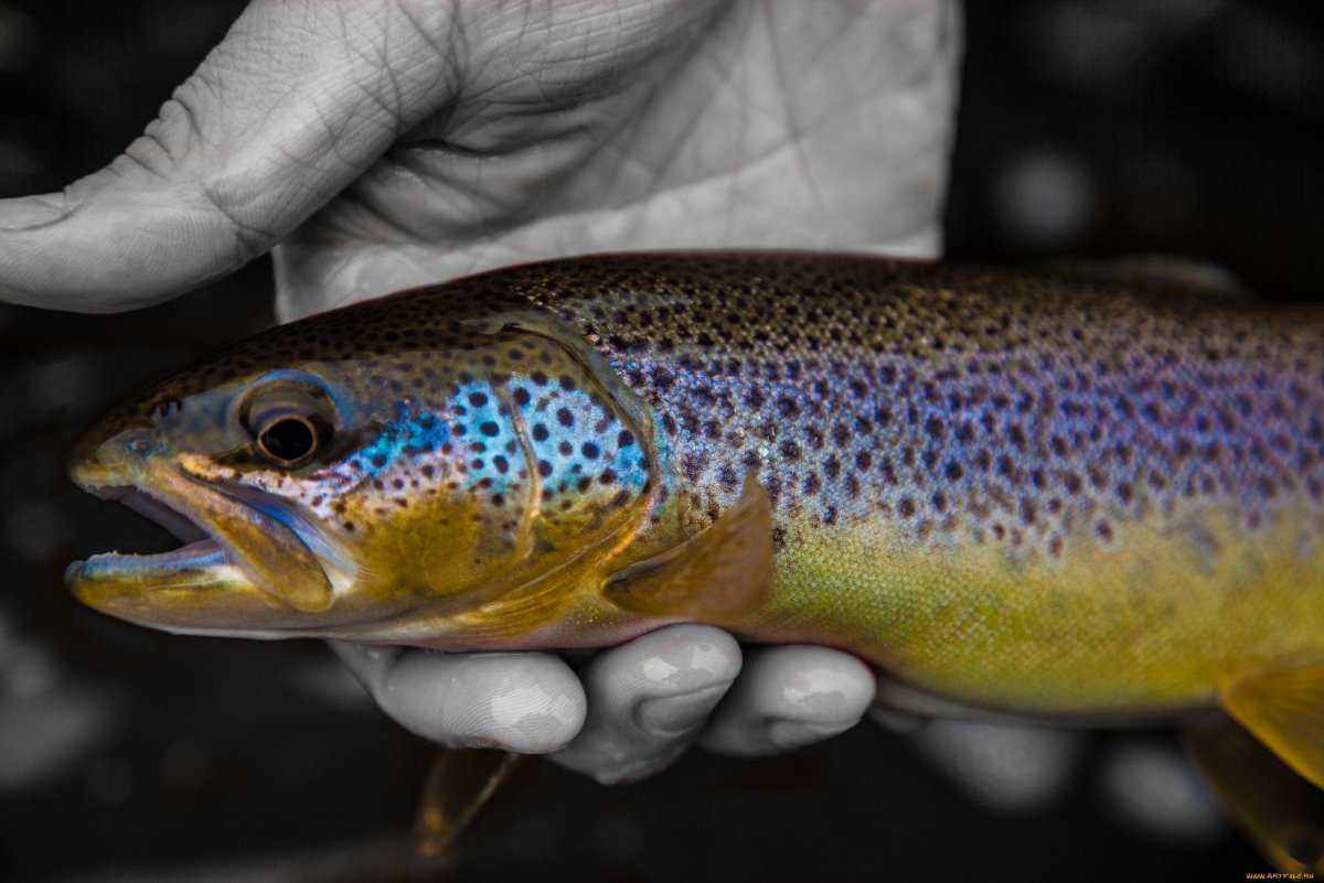 Озерная форель (Радужная, кумжа)