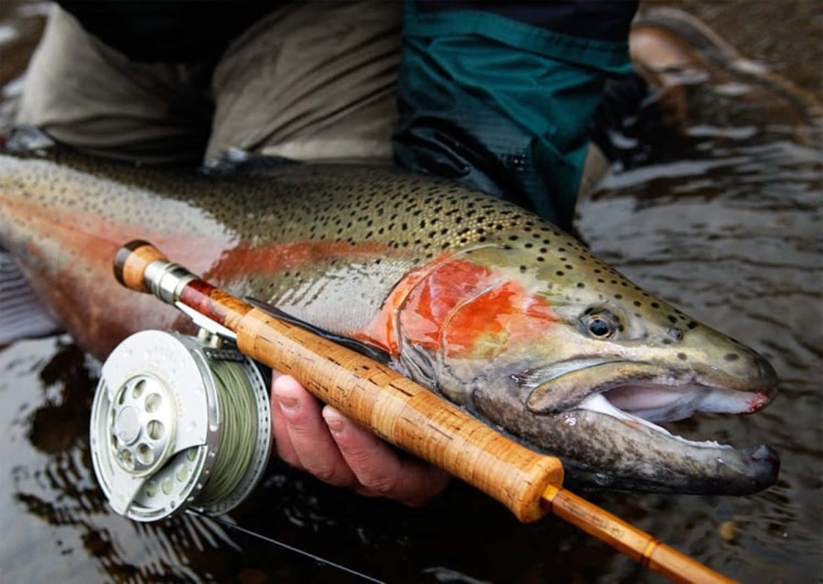 Кумжа ручьевая форель