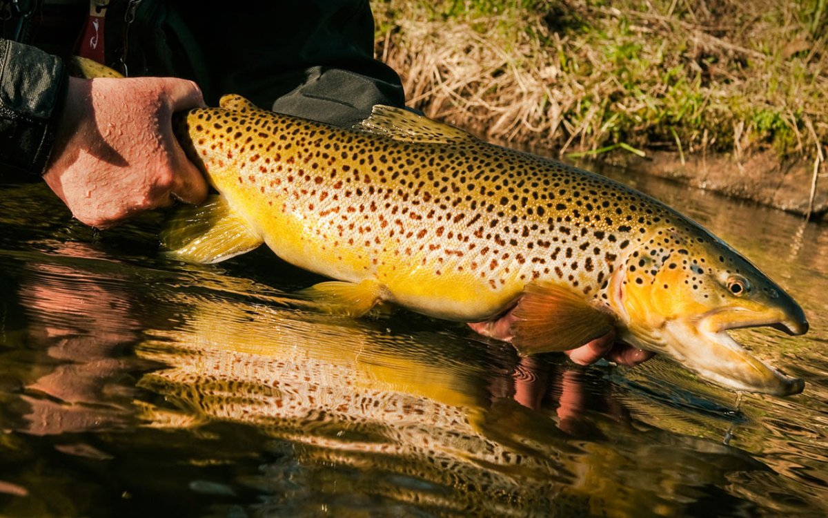 Форель на нахлыст