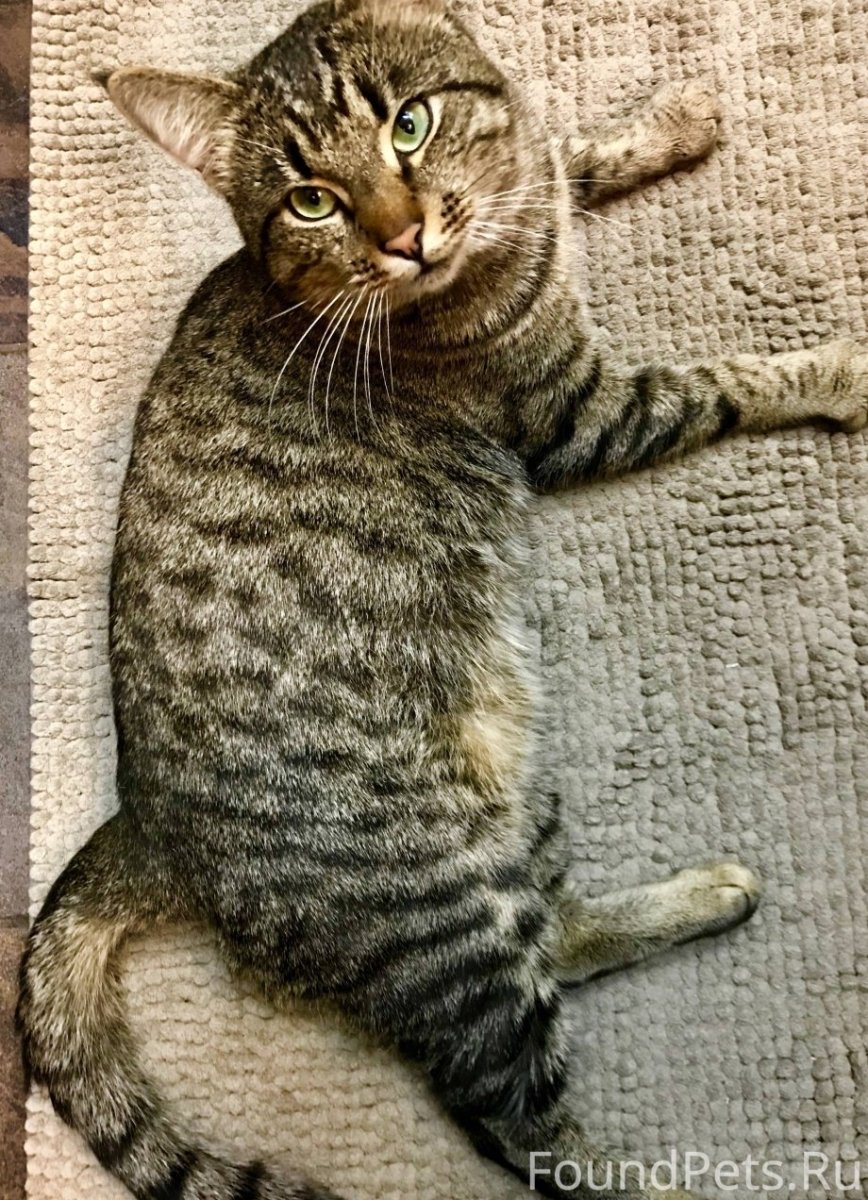 Камышовый бенгал