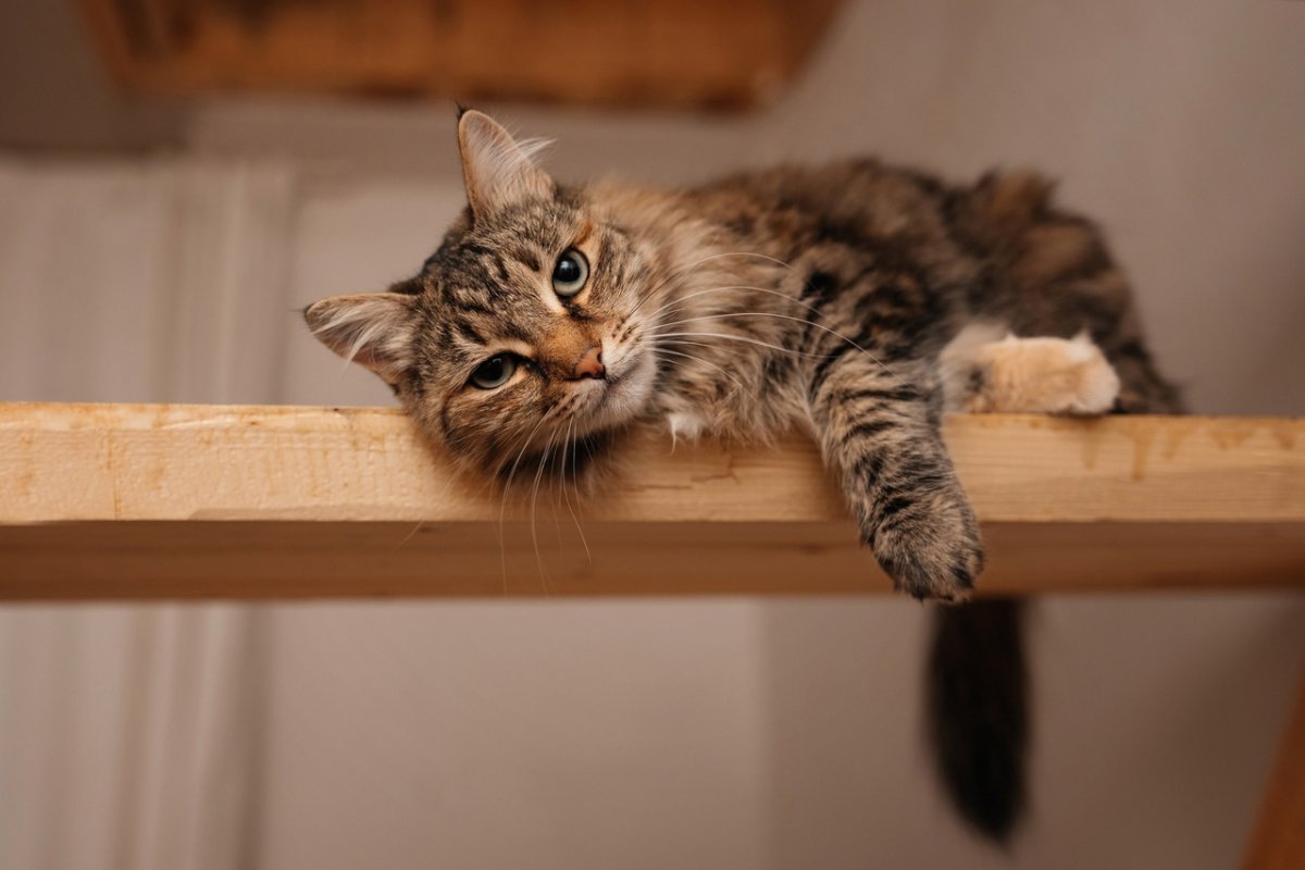 Кот комы камышовый