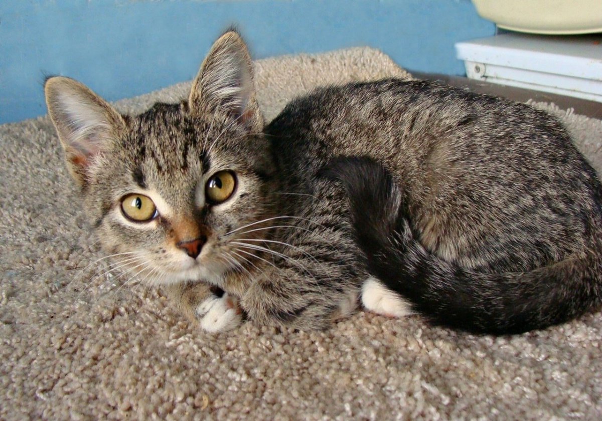 Камышовый кот (Болотная Рысь)