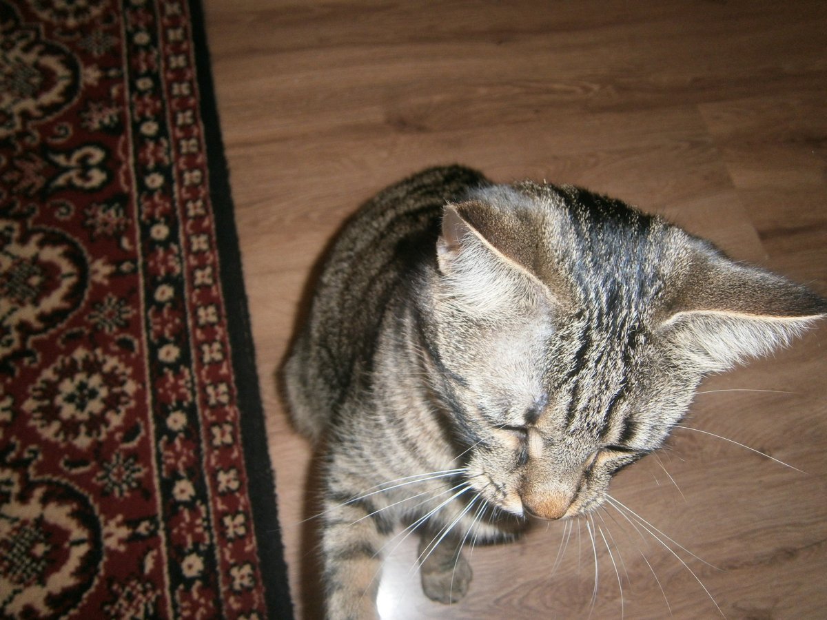 Фото британской кошки камышового окраса