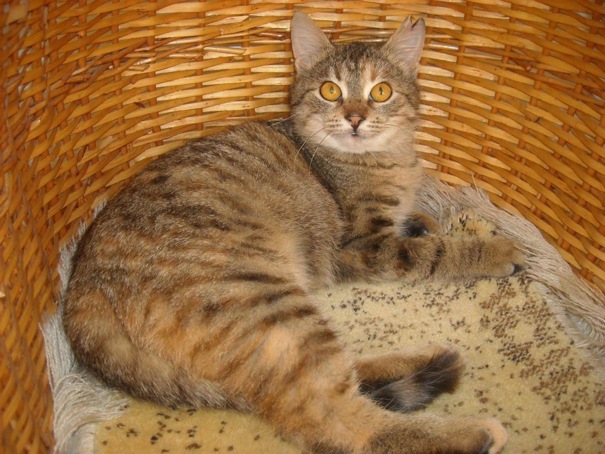 Невский дымчатый котик