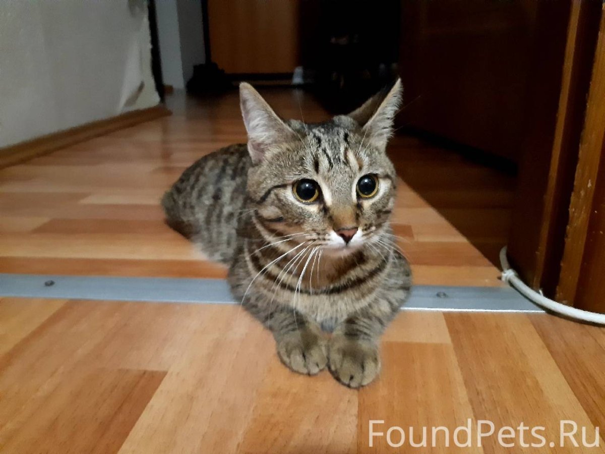 Бенгальский камышовый кот