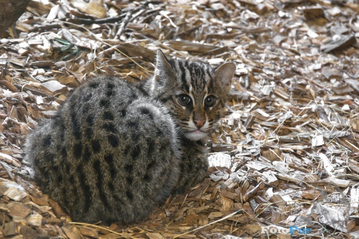 Виверровый кот Джон Дэвис