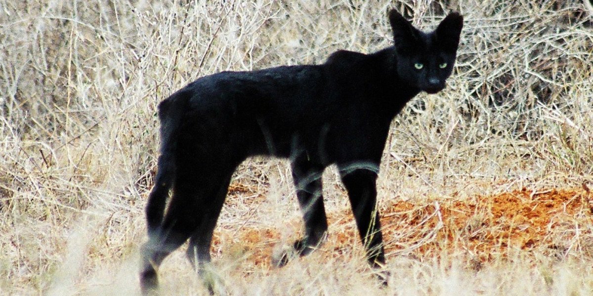 Тамбовские камышовые коты