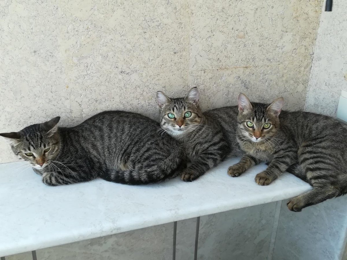 Кот Камышовой окраски