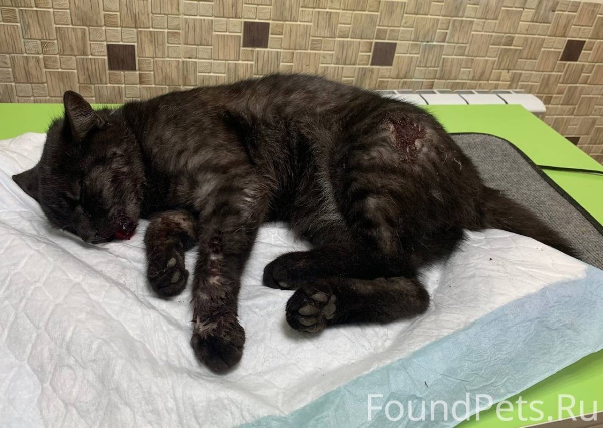 Сибирский камышовый кот