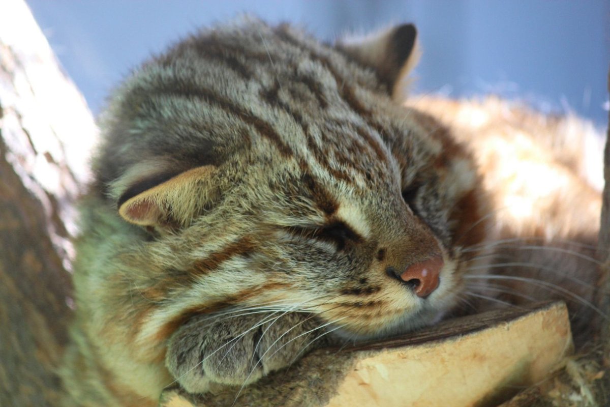 Домашняя кошка Felis catus