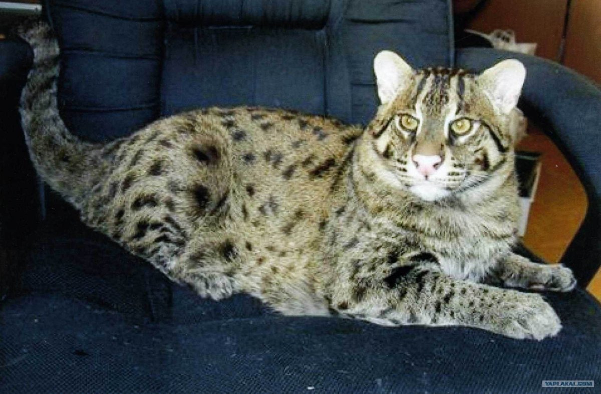 Камышовый кот фото полосатые